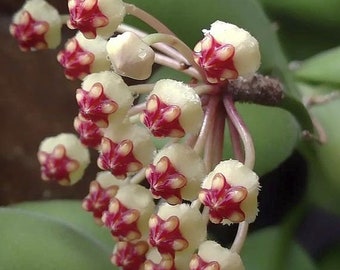 Hoya Brevelata Large mother plant 25cm basket , house plant