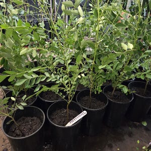 May include: Several young green plants in black plastic pots. The plants have thin stems and small, oval leaves. Some pots have small white labels with text. The plants are arranged in rows, likely in a nursery or garden.