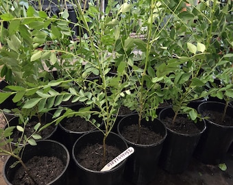 Limmddi Patta, curry leaf plant, murraya koiengii,sweet neem,45-60cm in 2 ltr pot,plant may drop off leaves,