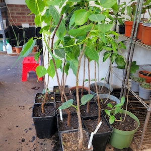 Op de afbeelding: Een verzameling potplanten met groene bladeren en bruine stengels. De planten staan in zwarte plastic potten en zijn in een rij op een betonnen vloer gerangschikt. De planten zijn allemaal van hetzelfde type en groeien in een kas.