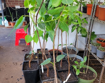 Ficus Religiosa Árbol pipple/peepal/bodhi, grande, 75-95 cm en maceta de 3-5 litros, las plantas llegaron recientemente sin hojas, pronto tendrán hojas nuevas.