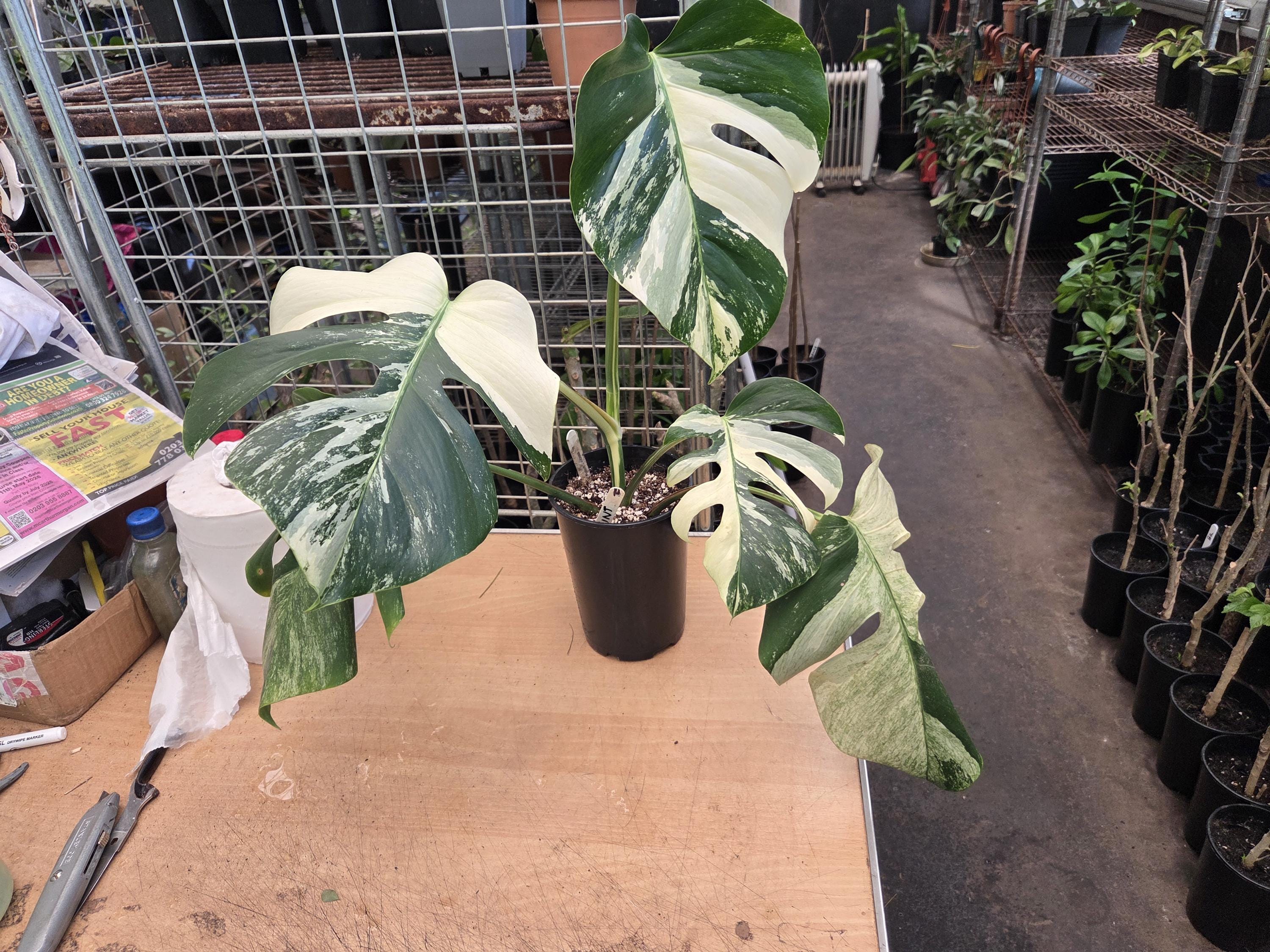 Monstera bulbasaur tissue culture - Etsy 日本