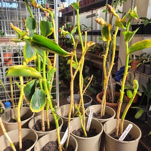 May include: Close-up of seven potted plants with yellowed leaves and white labels. The labels have handwritten text, including "Insulini" and "Taiwan Plant".