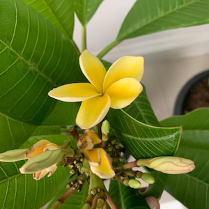 Peut inclure: Gros plan sur une fleur de plumeria jaune aux bords blancs, entourée de grandes feuilles vertes. Plusieurs boutons floraux non éclos sont visibles. La fleur a cinq pétales et un centre jaune vif.