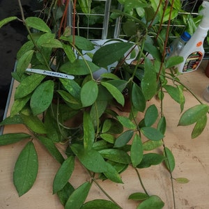 Hoya Diversifolia Mother plant ,overgrown in a basket