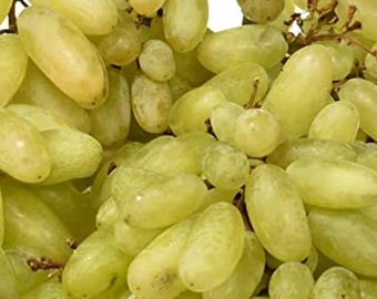 Sundar Khani Grape , grafted plant in 1-2 ltr pot , ok to plant out door