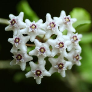 Hoya Kanyakumariana , house plant