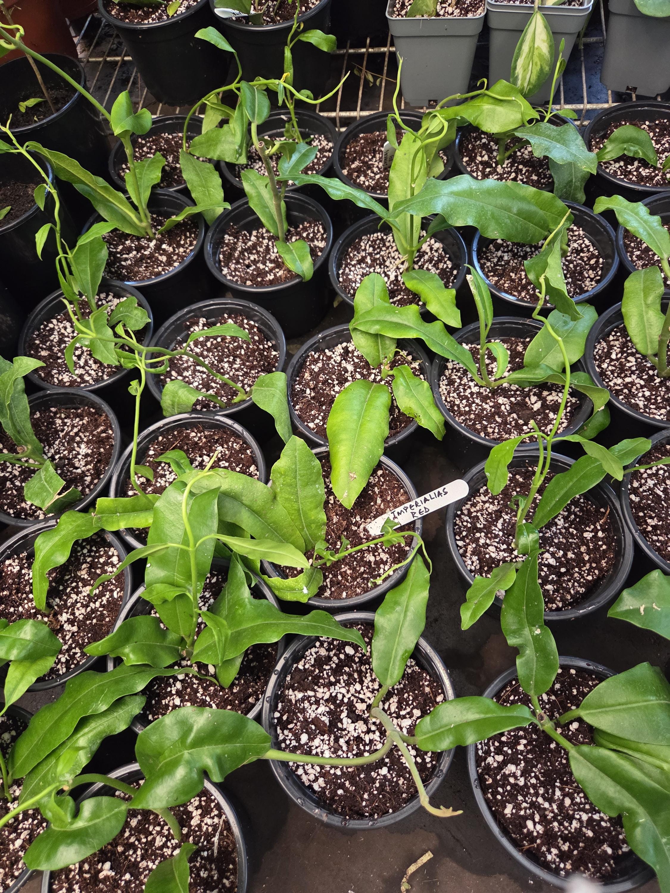 Grafted avocado tree - Etsy 日本