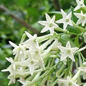 Cestrum Nocturnum ,Raat ki rani, high fragrant flowers, large 45-60cm plant 2 ltr pot, plant recently transferred no leaves, new leaves soon