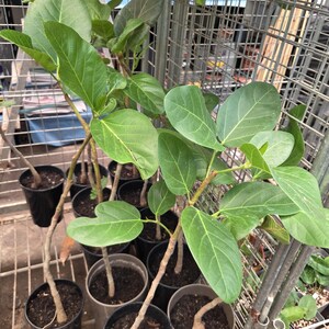 Banyan tree,Vudlow tree,Ficus benghalensis , bur tree, very large 60-90cm in  3-5ltr  pot, house plant