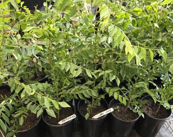Limmddi Patta, curry leaf plant, murraya koiengii,sweet neem,45-60cm in 2 ltr pot,plant may drop off leaves,