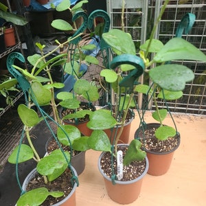 Hoya Kerrii Green  large  plant in hanging pot, house plant