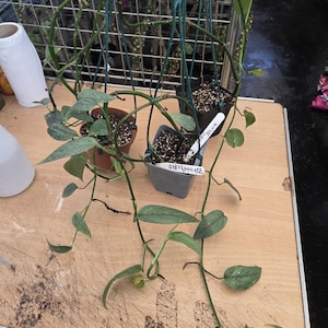 Cebu Blue Pothos , large vine plant in hanging pot,,house plant