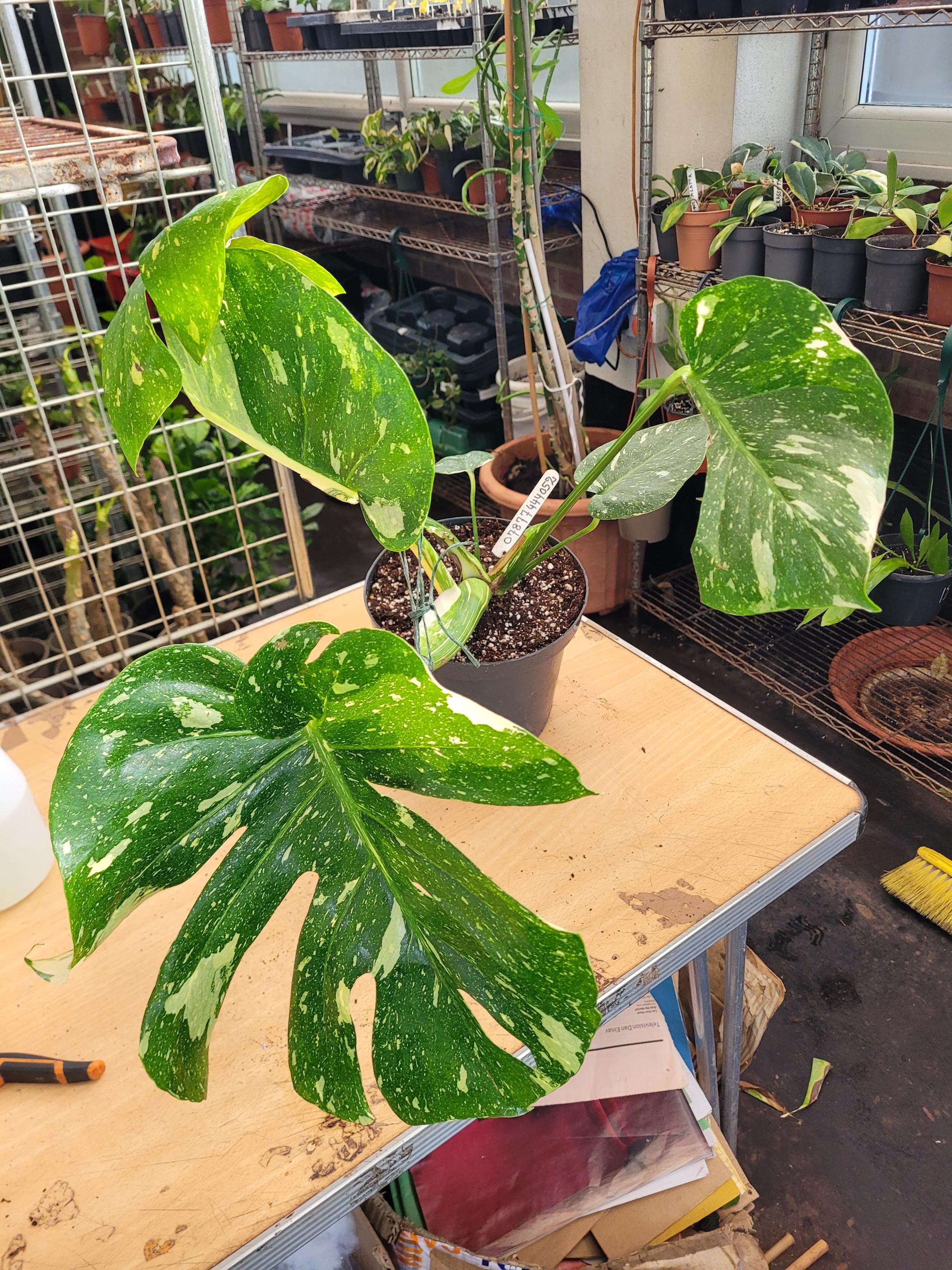 現品⑤⑥モンステラ タイコンステレーション　観葉植物　斑入り　斑入り葉 斑入りモンステラ | タイコンステレーション - 観葉植物・多肉