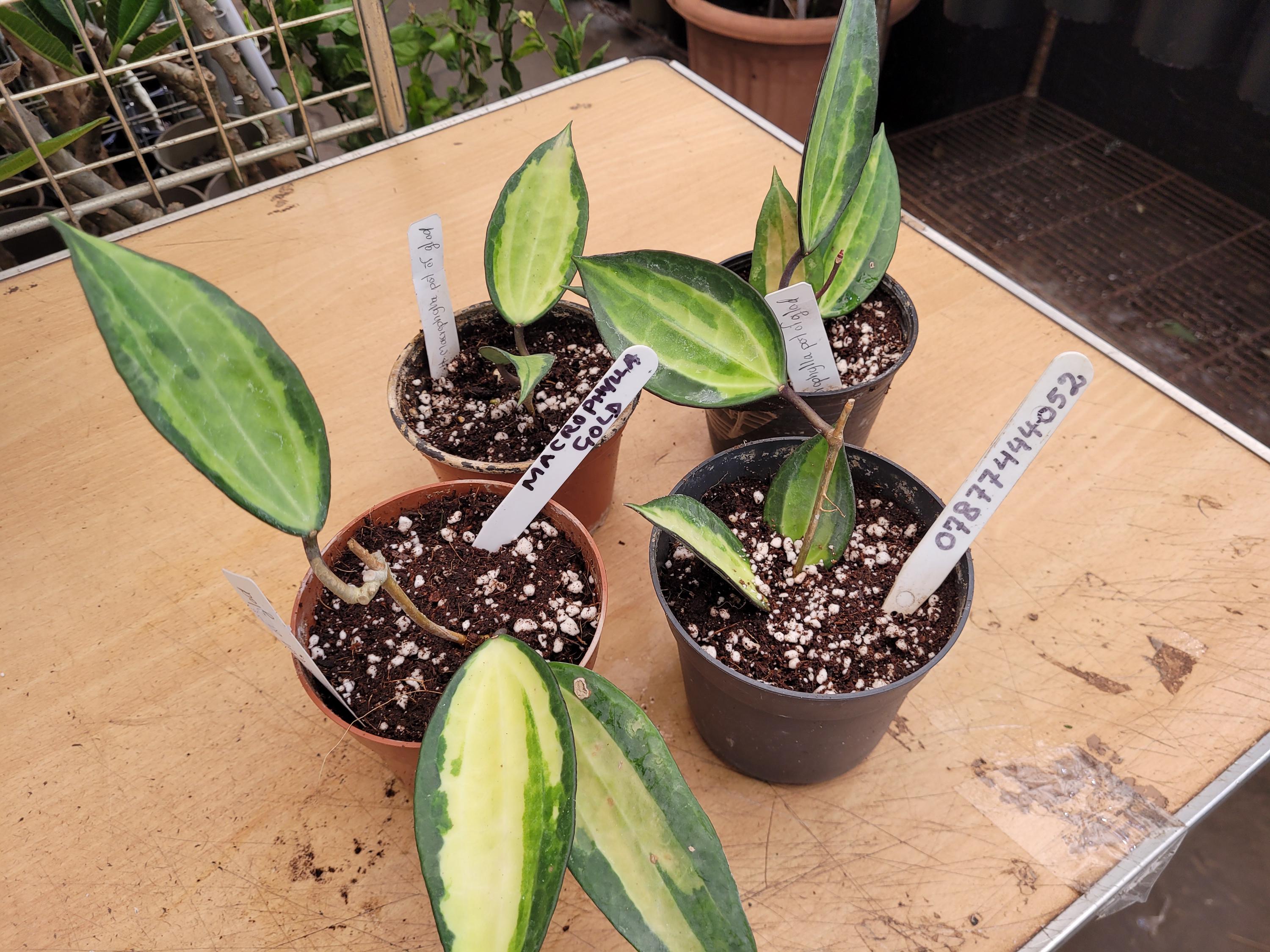 Hoya Latifolia Pot of Gold - Etsy Canada