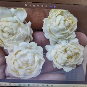 Peut inclure: Quatre boutons de fleurs de jasmin blanc, disposés dans une main, avec une texture douce et délicate.