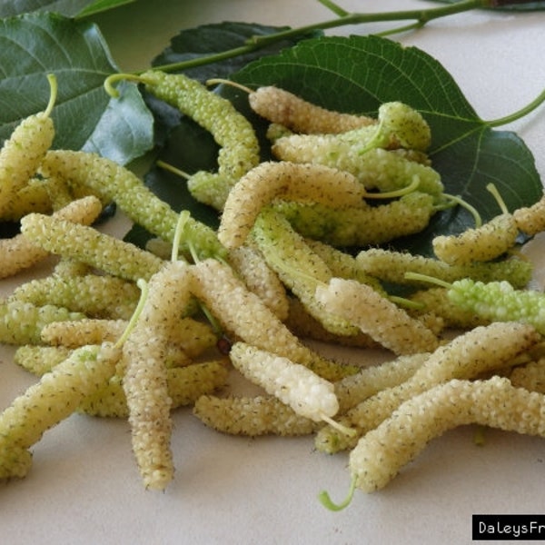 Morus Nigra White Shahtoot, fruto de morera de 2'' de largo, planta injertada de 60-70 cm en maceta de 2 litros