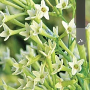 Cestrum Nocturnum ,Raat ki rani, night blooming jasmine,hasnahasna, highly fragrant flowers,2 ltr pot , 50-60cm height