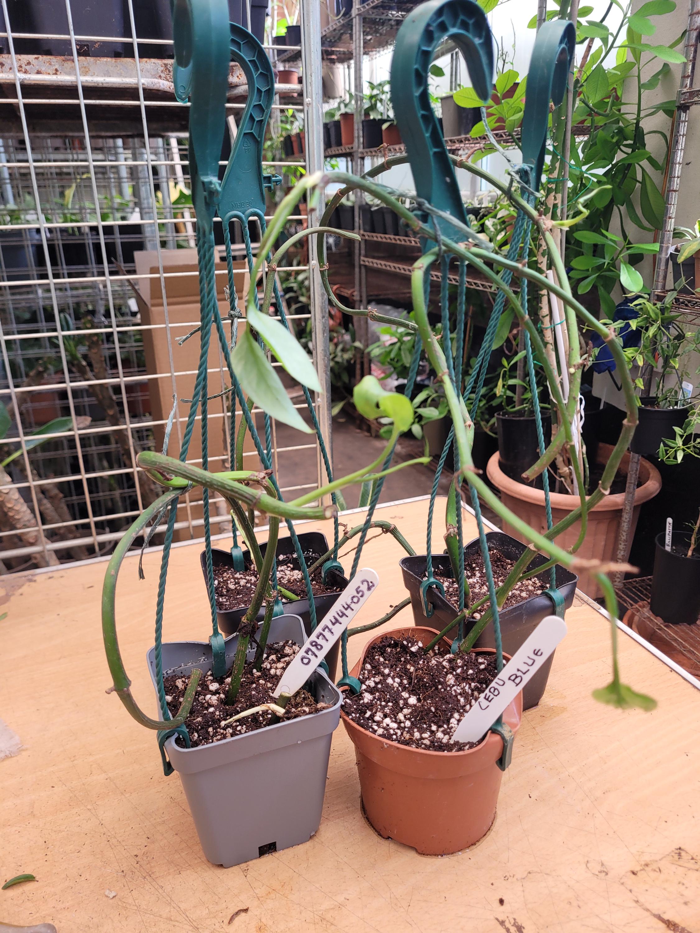 珍種　ホヤ セルペンス シルバー　Hoya Serpens Silver 珍種 ホヤ セルペンス シルバー Hoya Serpens Silver Takumi