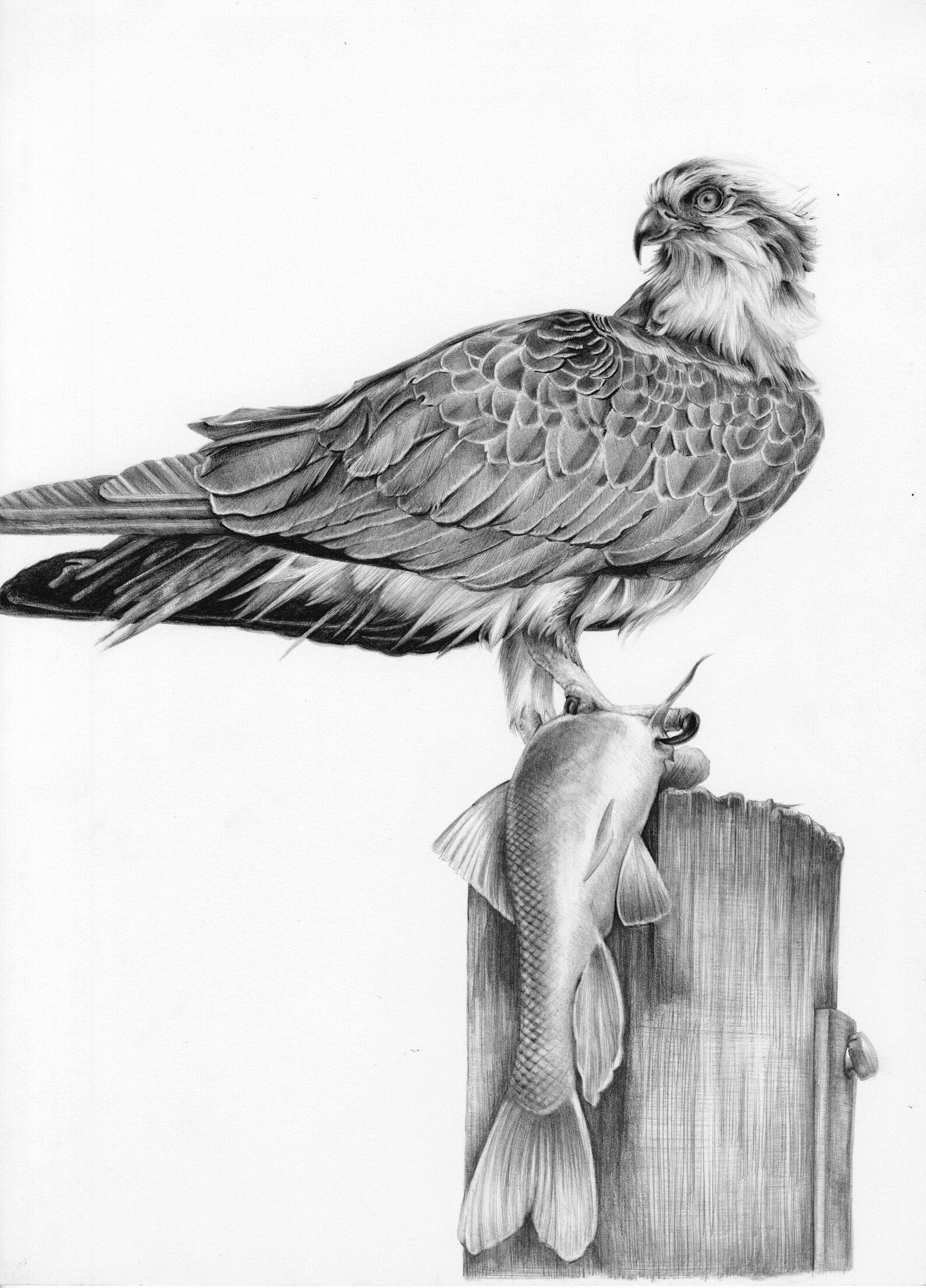 Osprey with Fish Drawing Archival Print | Etsy