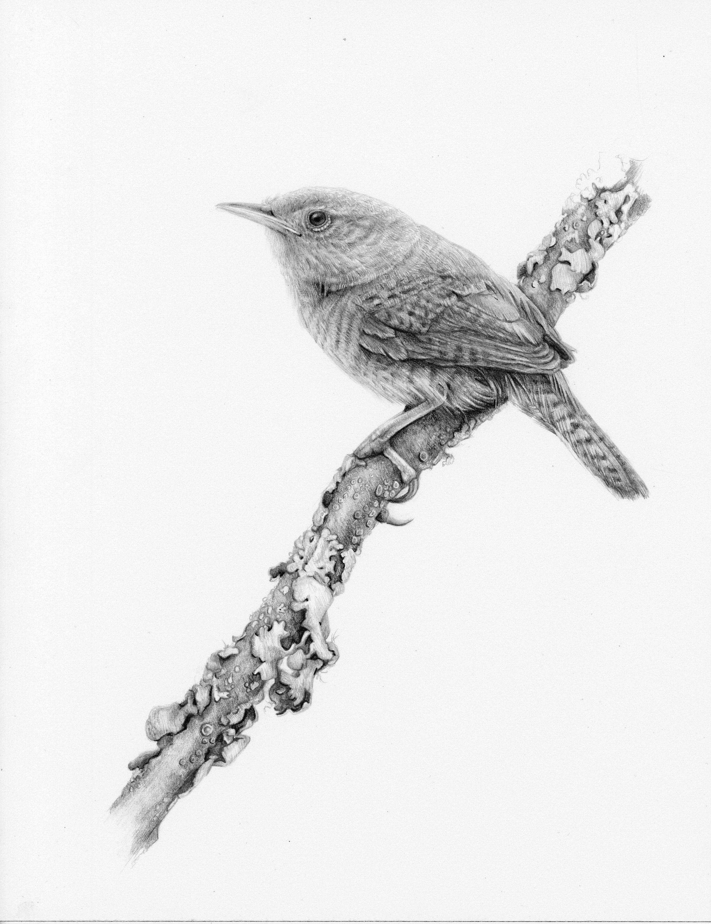 House Wren Drawing Archival Print Etsy