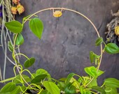 Handcrafted Citrine Crystal Trellis - Copper Circle Plant Trellis for Hoya, Pothos, Monstera. Indoor Garden Decor to Enhance Energy & Growth