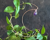 Amethyst Crystal Moon Plant Trellis, Plant Support and Healing, Wire-wrapped Copper Crescent Moon Hoya Trellis, Indoor Garden Decor