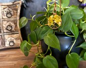 Citrine Crystal Tree of Life Plant Stake – Copper Wire Wrapped Indoor Plant Decor, Heals & Energizes Plants, Gift for Spiritual Gardeners