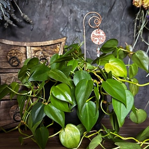 Puede incluir: Una planta en maceta con hojas verdes y una estaca de cobre para plantas con una etiqueta redonda que dice "Te estoy animando".