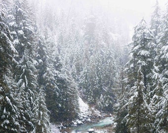 Snowy Forest Art Print - British Columbia Landscape, Canadian Rockies Winter Art, Cozy Winter Art, Winter Decor, British Columbia Print
