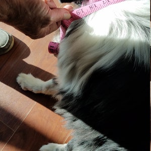 Pode incluir: Um c&atilde;o preto e branco com uma fita m&eacute;trica rosa em volta do pesco&ccedil;o. A fita mede 45,7 cm.