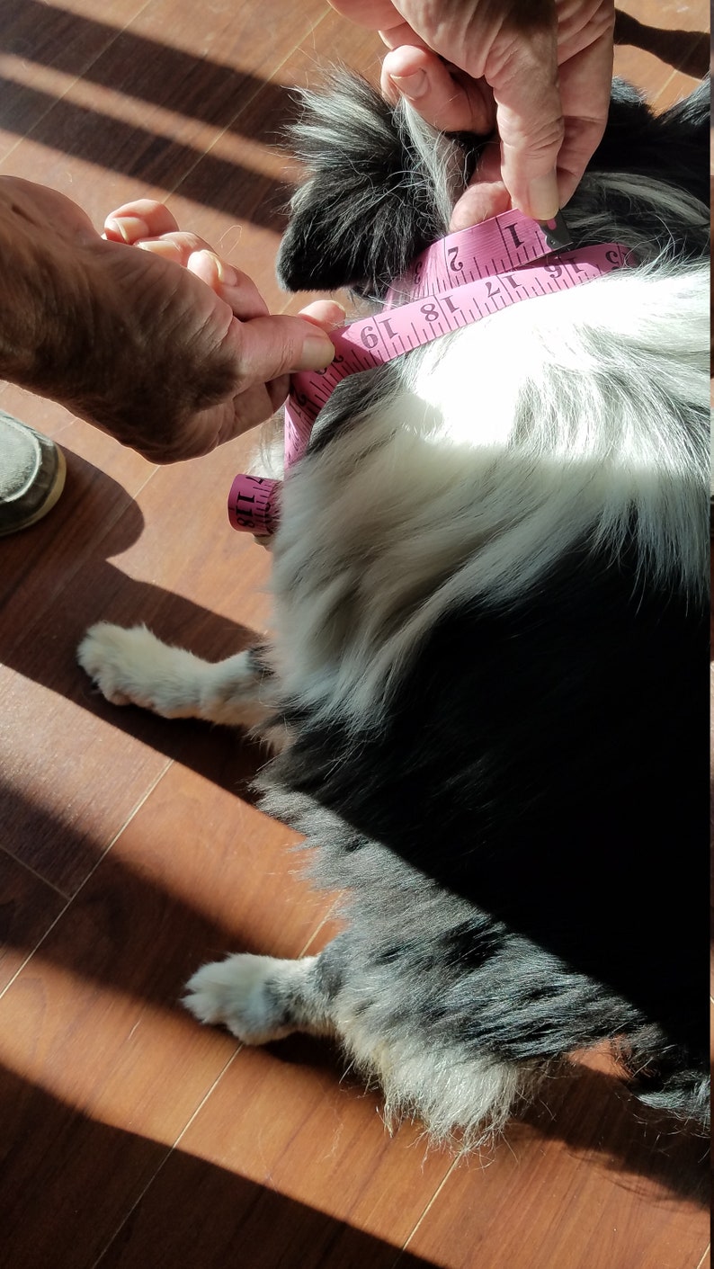 Pode incluir: Um c&atilde;o preto e branco com uma fita m&eacute;trica rosa em volta do pesco&ccedil;o. A fita mede 45,7 cm.