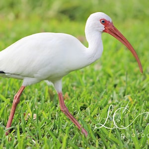 Summer Ibis