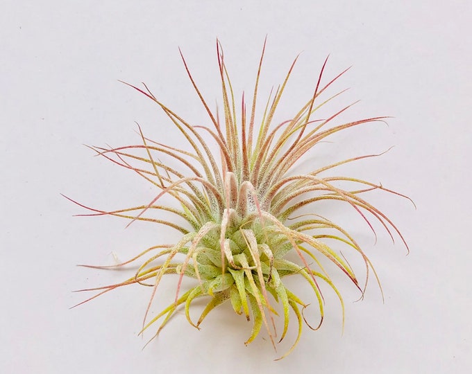 Air Plant Tillandsia Ionantha Guatemala-Air Plants-Wholesale-Bulk-Terrarium Air Plants-Wedding Decor-Air Plant-Wedding-Plants-Home Decor