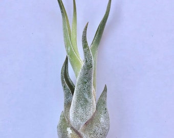 Air Plant Tillandsia Caput Medusae-Air Plants-Wholesale-Bulk-Terrarium Air Plants-Wedding Decor-Air Plant-Wedding Gifts-Plants-Home Decor