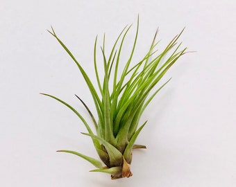 Air Plant Tillandsia Tricolor Melanocrater Air Plant-Air Plants-Wholesale-Bulk-Terrarium Air Plants-Wedding Decor-Wedding Gifts-Plants-Plant