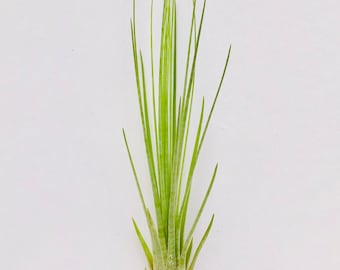 Air Plant Tillandsia Juncifolia-Air Plants-Wholesale-Bulk-Terrarium Air Plants-Wedding Decor-Air Plant-Wedding Gifts-Plants-Home Decor