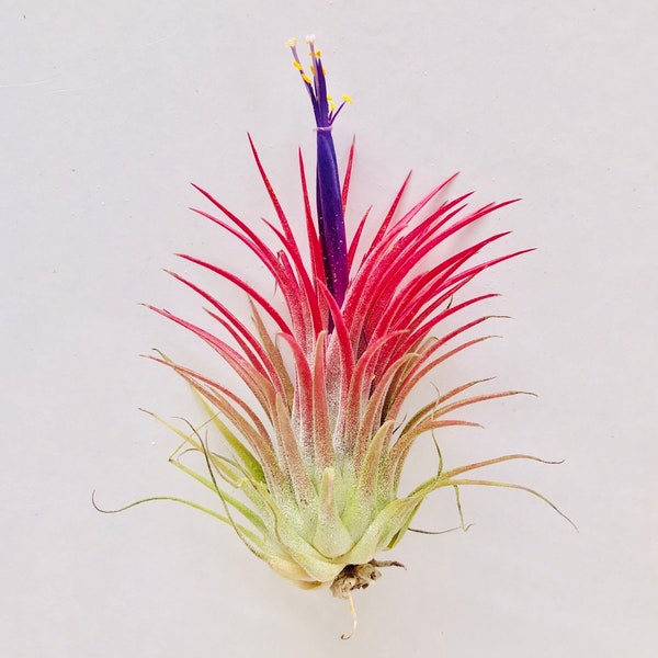 Air Plant Ionantha Rubra-Airplants-Tillandsia-Air Plants-Wholesale-Bulk-Terrarium Air Plants-Wedding Decor-Wedding Gifts-Home Decor-Wedding