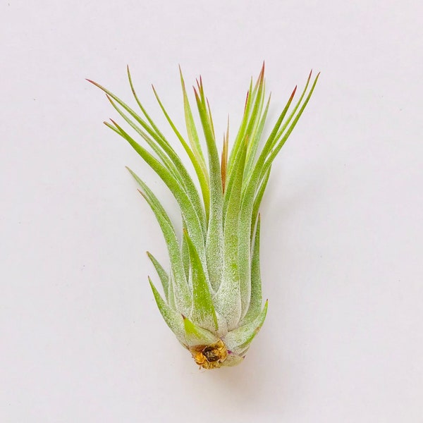 Air Plant Scaposa "Kolby"-Tillandsia Scaposa-Air Plants-Wholesale-Bulk-Terrarium Air Plants-Wedding Decor-Air Plant-Wedding Gifts-Plants-Hom