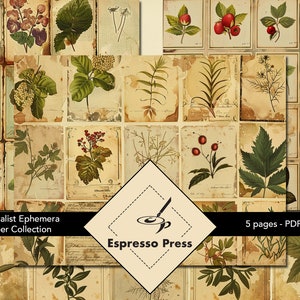 Naturalist Ephemera Paper Collection - PDF only, Papers, Leaves, Flower, Berries, Text, Vintage, Multicolor, Crafts, Scrapbook, Junk Journal