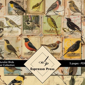 Coleção de papel de colagem de pássaros naturalistas - somente PDF, papéis, pássaros, texto, vintage, multicolorido, artesanato, álbum de recortes, diário indesejado