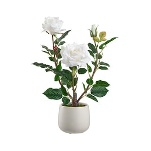 May include: A white potted rose bush with three white roses and green leaves.