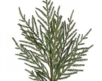 Soft Touch Mini Fir Spray 30"-MTX73274