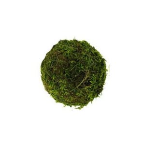 Natural Beauty: 4-Inch Moss Ball Decorative Bowl Filler-BQ081