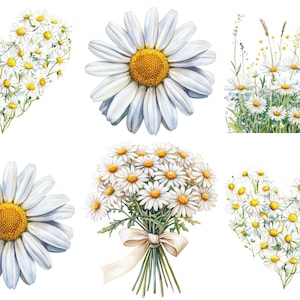 May include: Watercolor illustrations of daisies in various arrangements. The image includes a single daisy, a bouquet tied with a ribbon, and daisies arranged in heart shapes. The daisies have white petals and yellow centers.