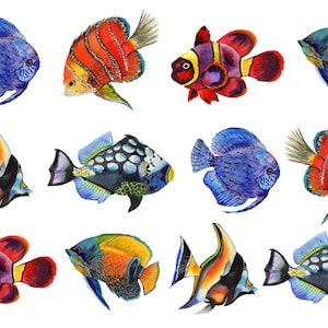 May include: Watercolor painting of 10 colorful fish with various patterns and colors, including blue, red, orange, yellow, black, and white. The fish are depicted in a variety of poses, some swimming, some resting, and some looking directly at the viewer.