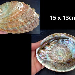 Natural Abalone Shell, abalone shell smudge bowl, natural abalone shell, ring bowl, jewelry bowl, beach home ornament, bungalow decoration