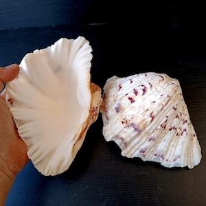 Bear claw clam shell - Etsy 日本