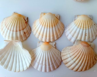 10 Conchiglie Di Capesante Naturali Grandi - 10-13 Cm Per Decorazione, Artigianato E Grigliate