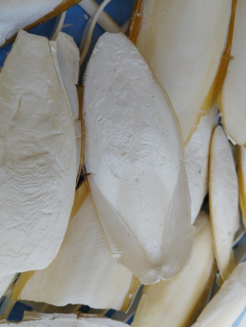 Cuttlebone, Italian Coast Sea Cuttlefish Bone, Calcium Supplement for ...